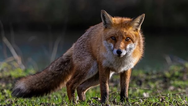 Komunikat Małopolskiego Wojewódzkiego Lekarza Weterynarii