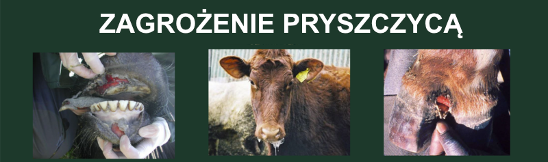 Informacja Powiatowego Lekarza Weterynarii w Limanowej w związku z dynamicznie rozwijającą się sytuacją dotyczącą ognisk pryszczycy